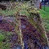 Living Willow Tunnel 1